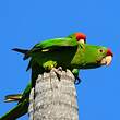 Conure de Wagler