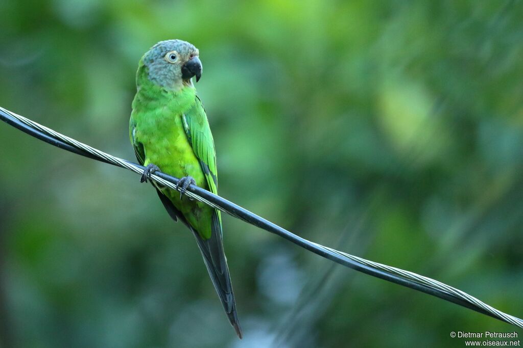 Dusky-headed Parakeetadult