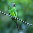 Conure de Weddell