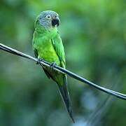 Dusky-headed Parakeet