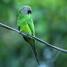 Conure de Weddell