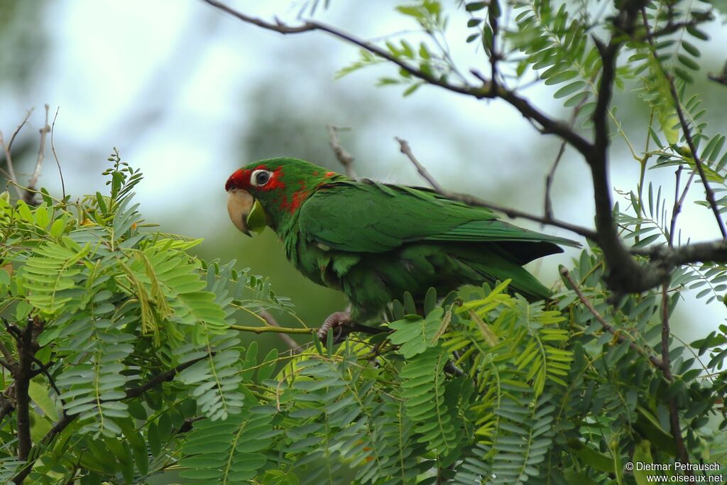 Conure mitréeadulte