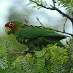 Conure mitrée