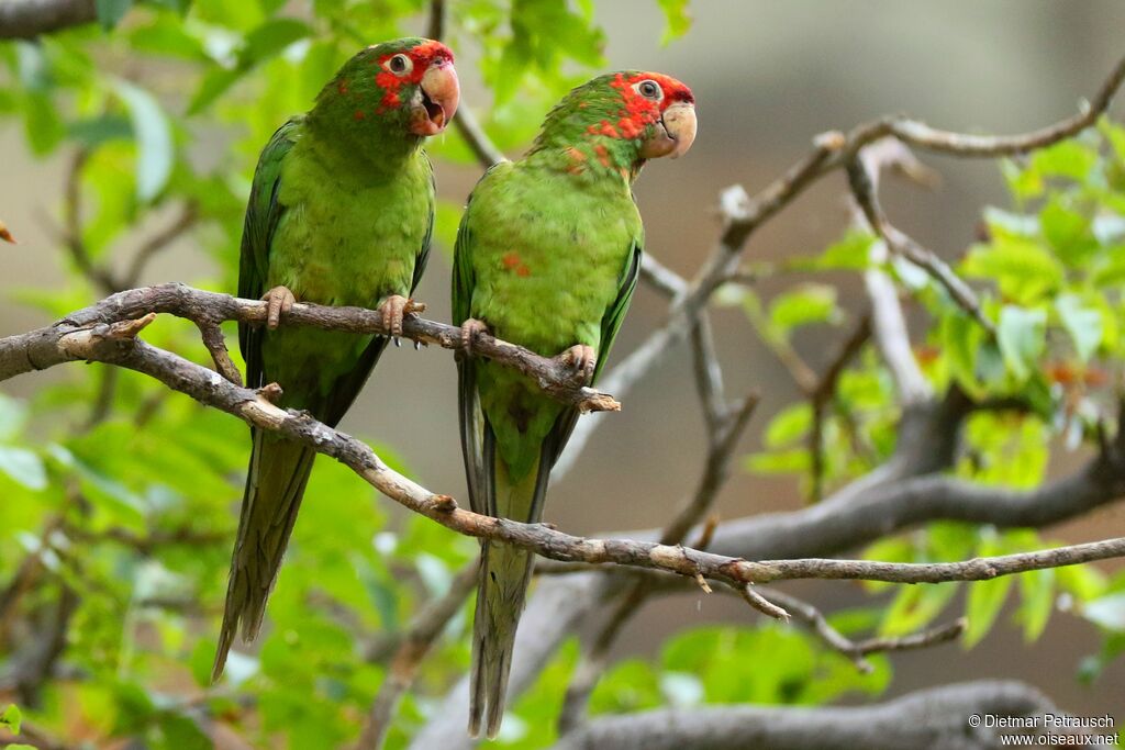 Conure mitréeadulte