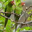 Conure mitrée