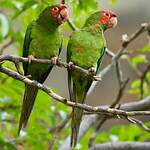 Conure mitrée