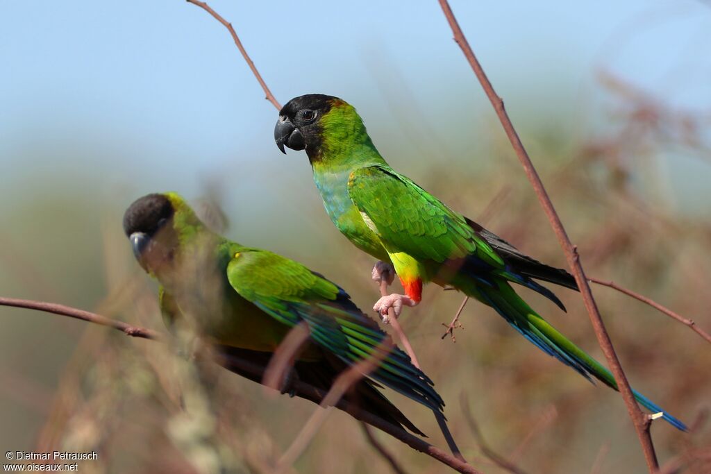 Conure nandayadulte