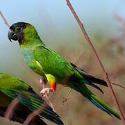 Nanday Parakeet