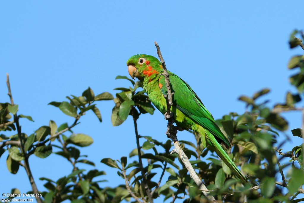 White-eyed Parakeetadult