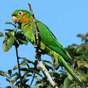 White-eyed Parakeet