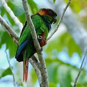 Ochre-marked Parakeet