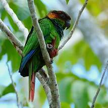 Conure tiriba