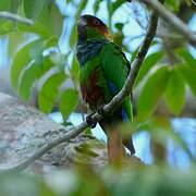 Ochre-marked Parakeet
