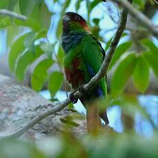 Conure tiriba