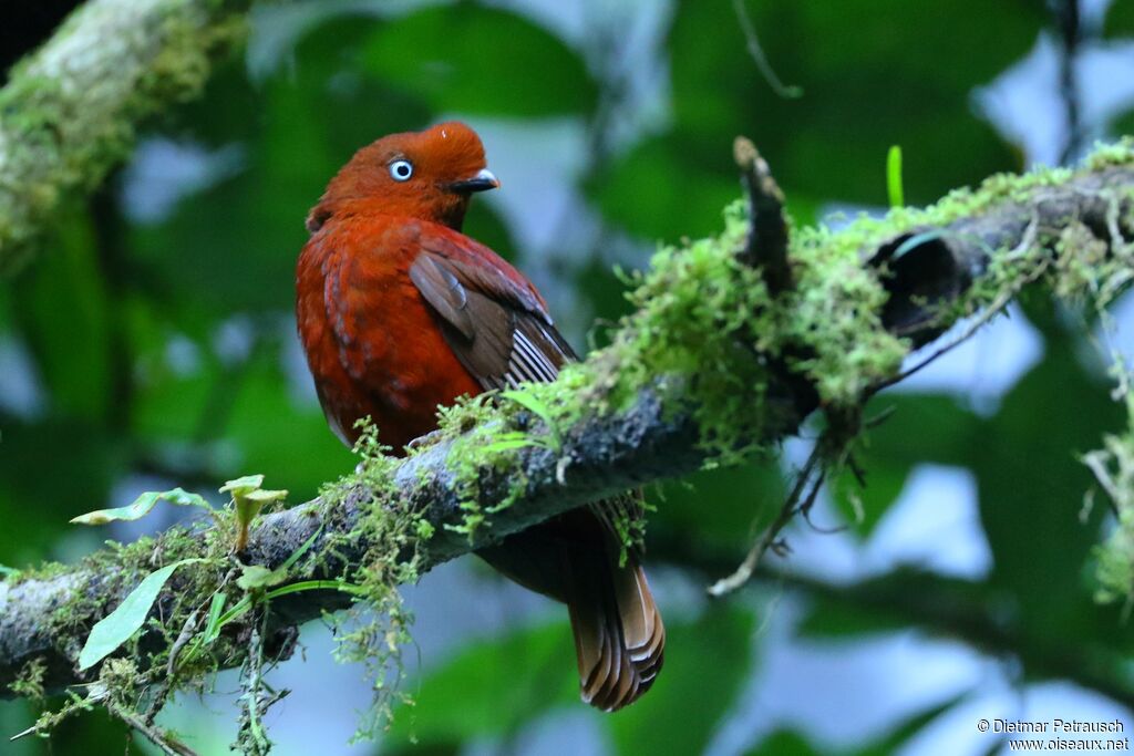 Andean Cock-of-the-rock female adult