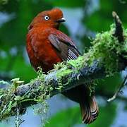 Andean Cock-of-the-rock