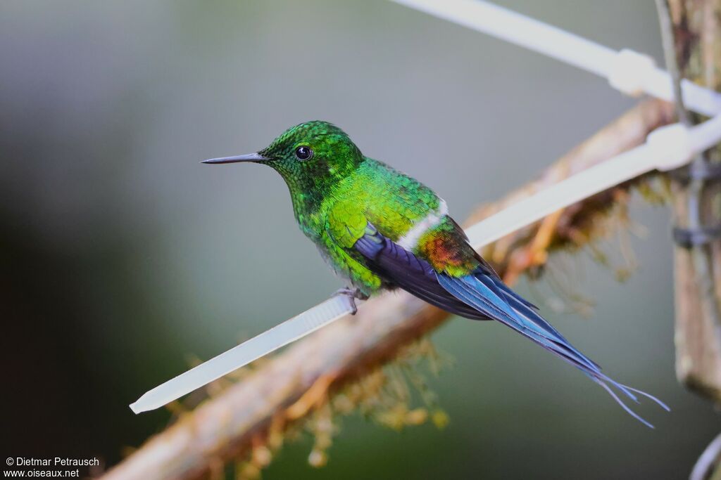 Coquette à queue fine mâle adulte