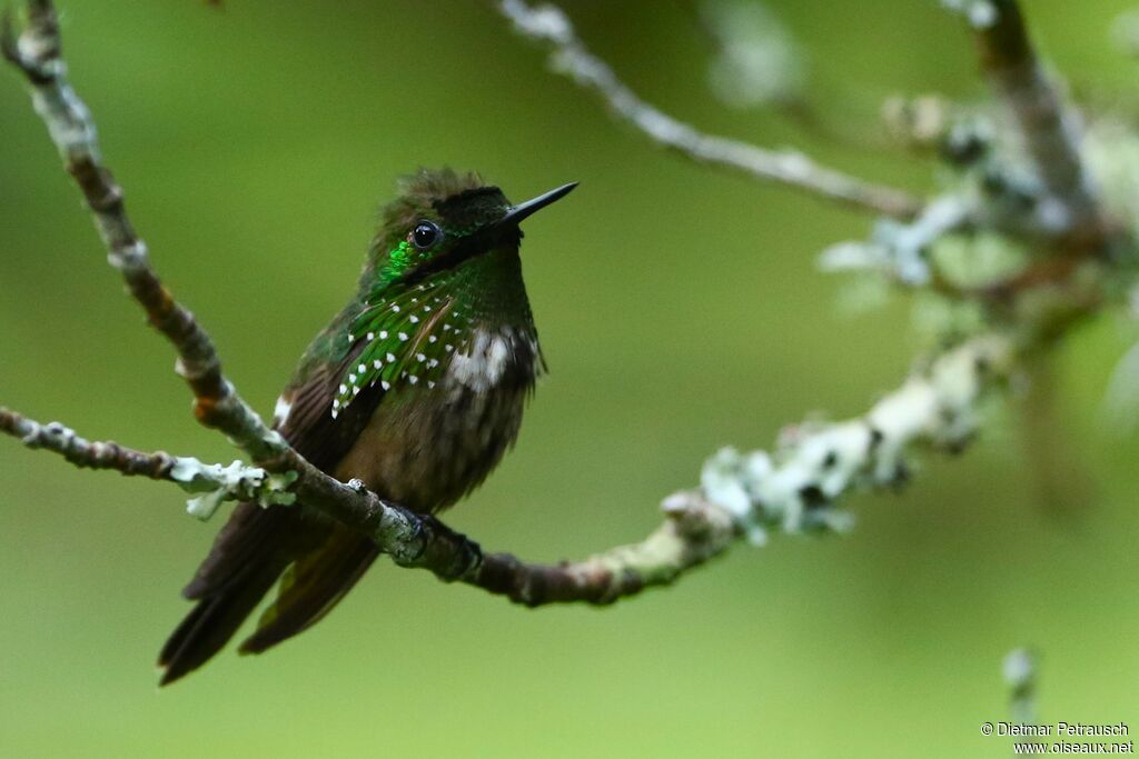 Festive Coquette male adult