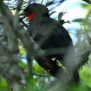 Red-ruffed Fruitcrow