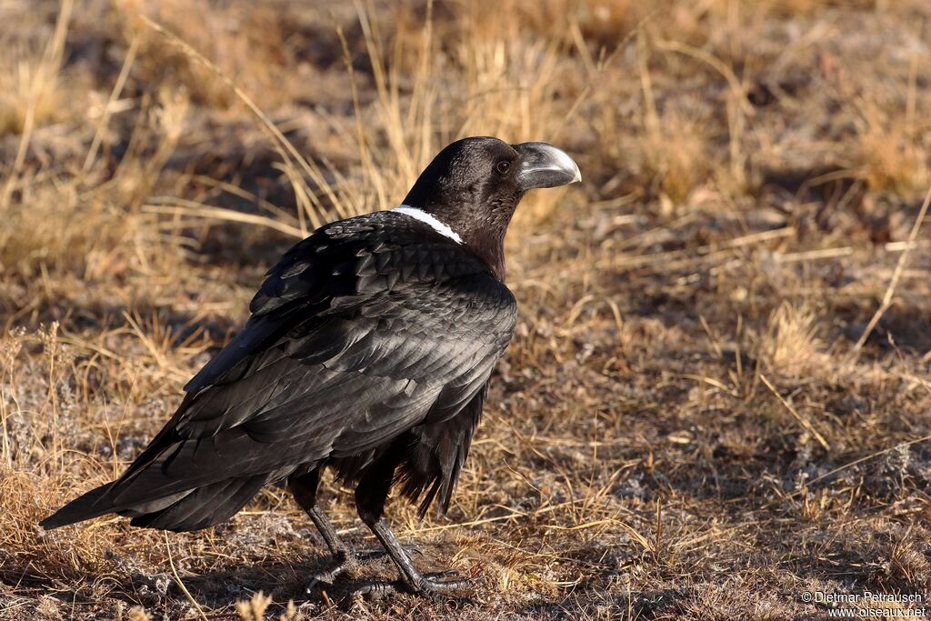 Corbeau à nuque blancheadulte