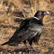 White-necked Raven