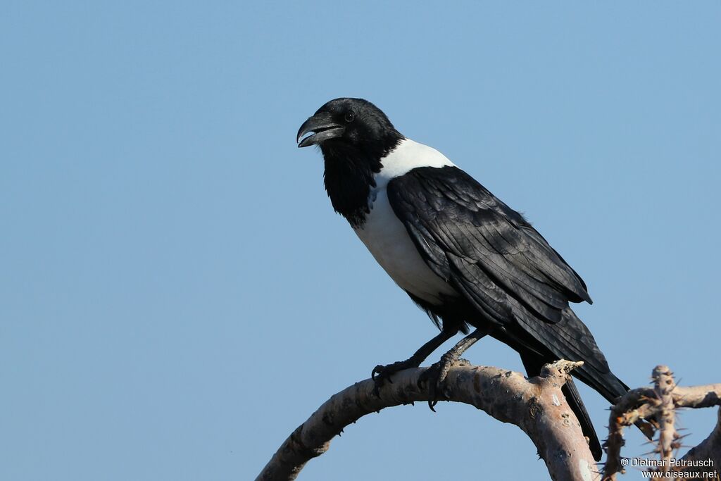 Pied Crowadult