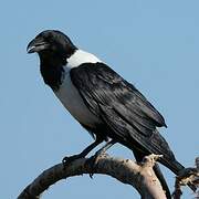 Pied Crow