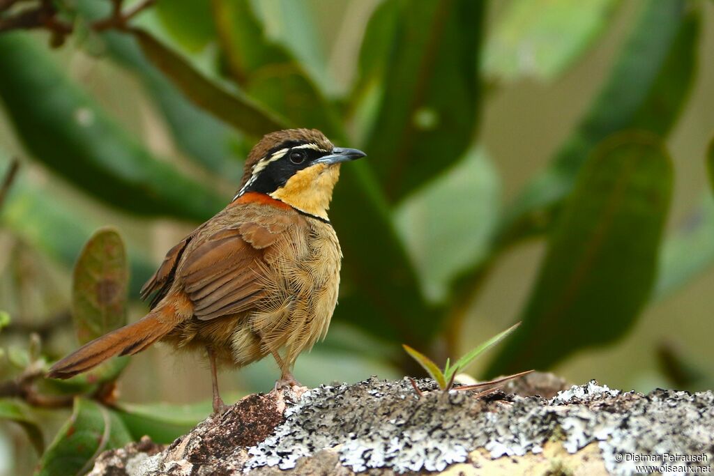 Collared Crescentchestadult