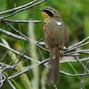 Olive-crowned Crescentchest