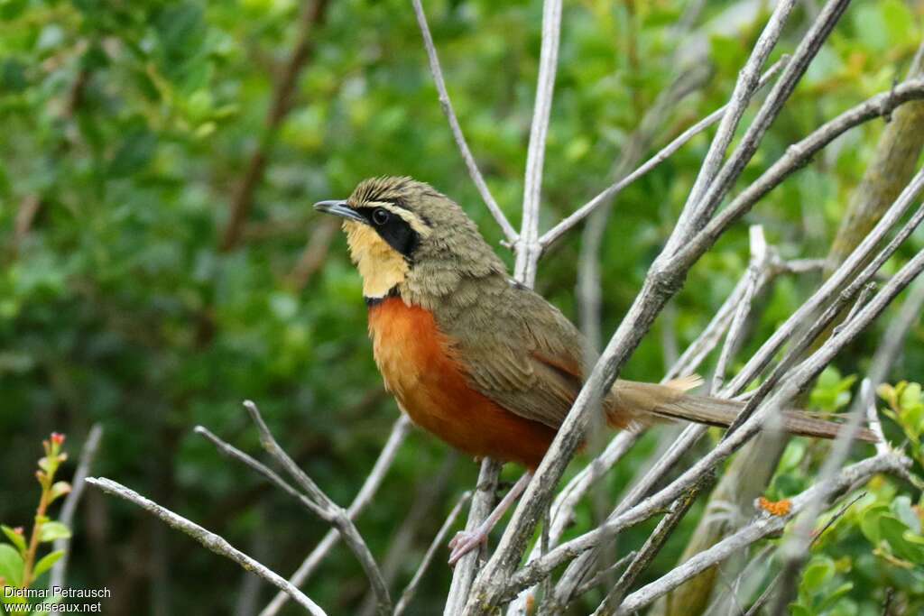 Olive-crowned Crescentchestadult, identification