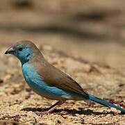 Blue Waxbill