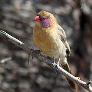 Violet-eared Waxbill