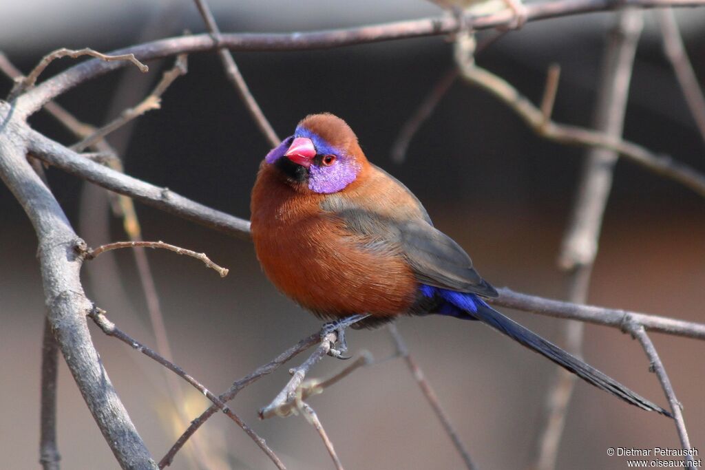 Violet-eared Waxbill male adult