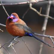 Violet-eared Waxbill