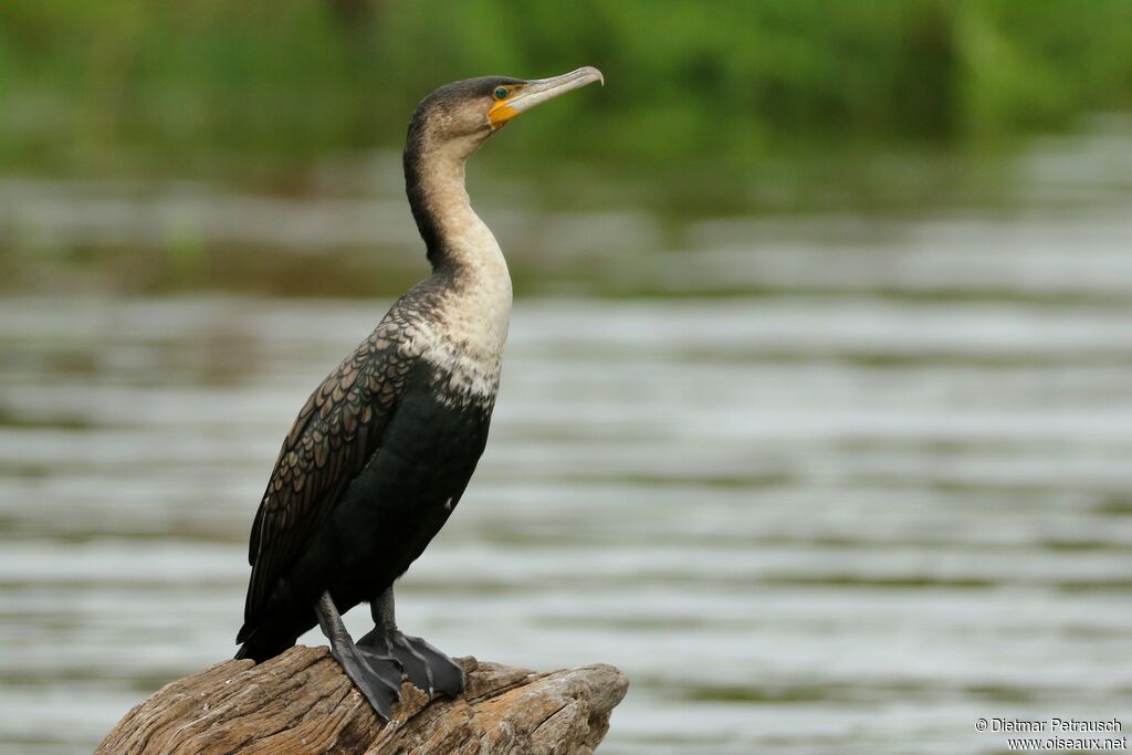 Cormoran à poitrine blancheadulte