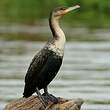 Cormoran à poitrine blanche