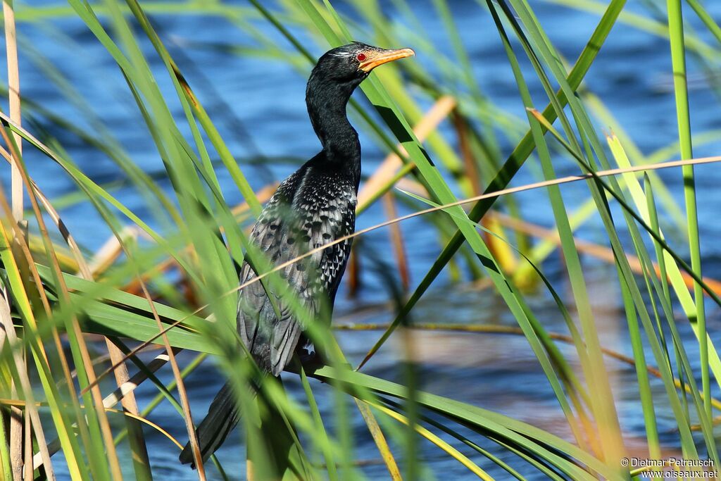 Reed Cormorantadult breeding