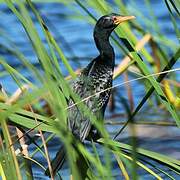 Reed Cormorant