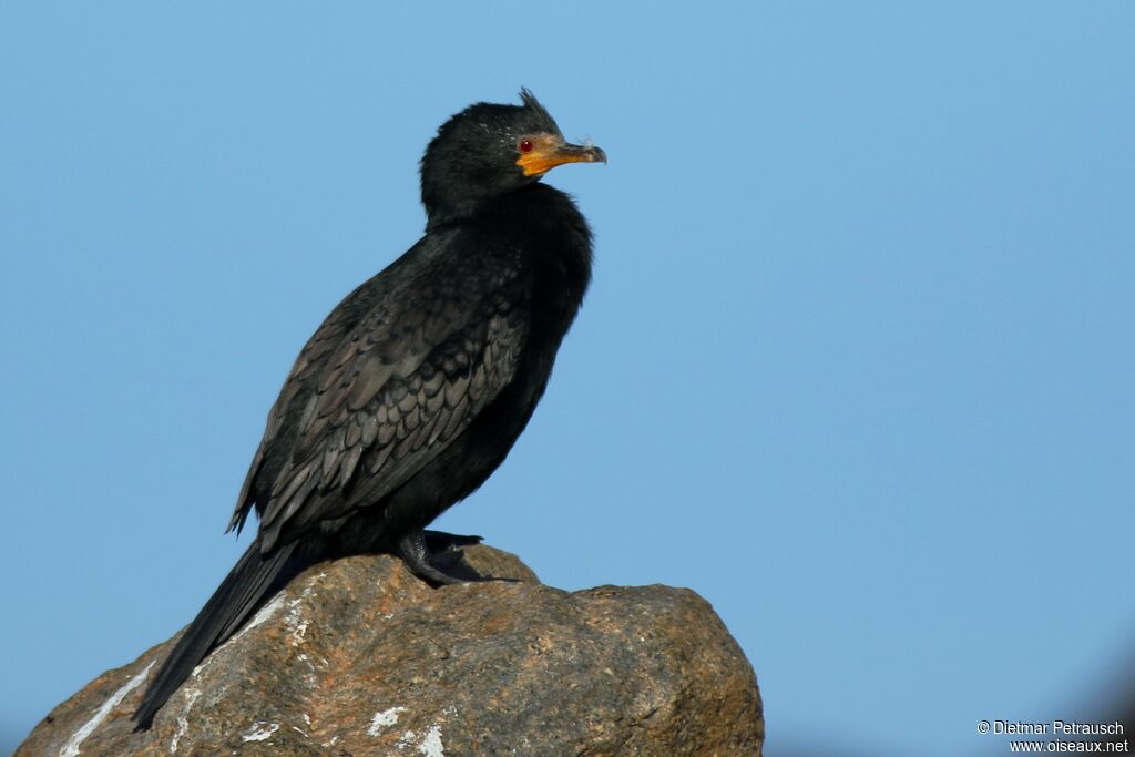 Cormoran couronnéadulte