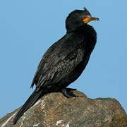 Crowned Cormorant