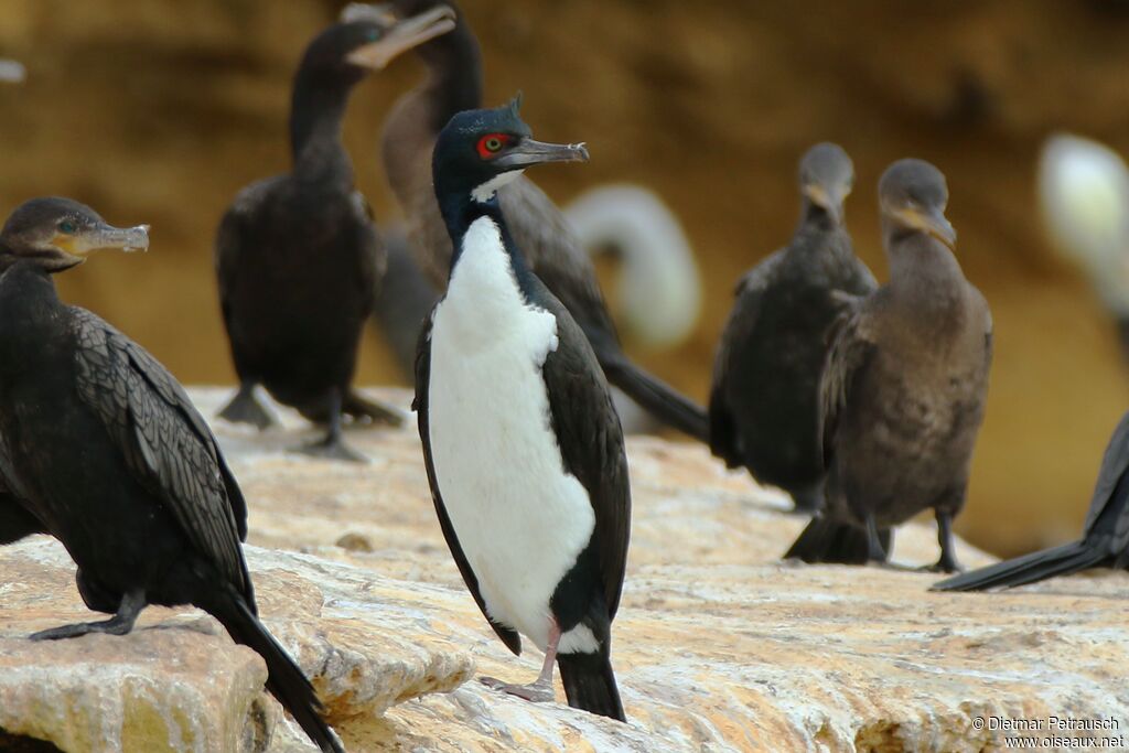 Cormoran de Bougainvilleadulte