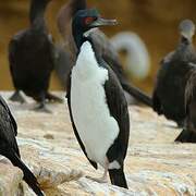 Guanay Cormorant