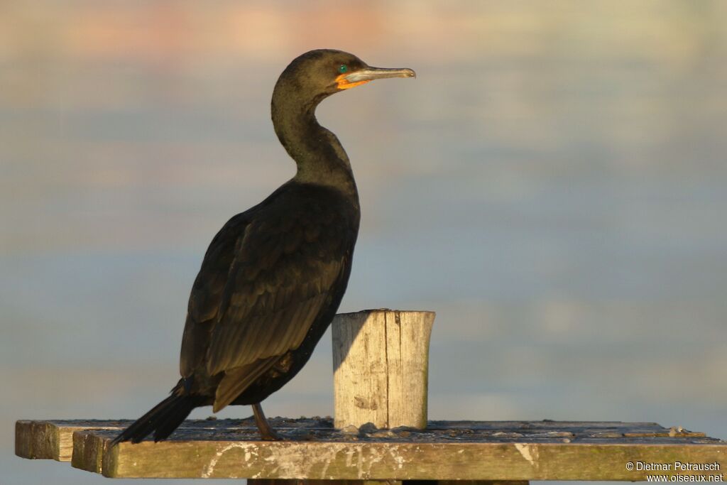 Cormoran du Capadulte