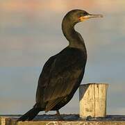 Cape Cormorant