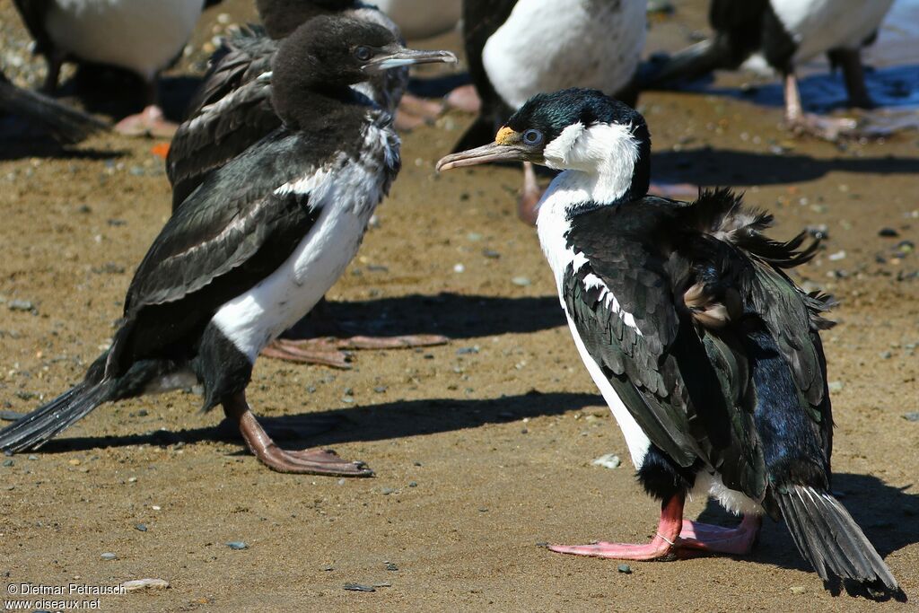 Cormoran impérialadulte nuptial