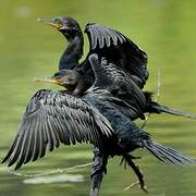 Neotropic Cormorant