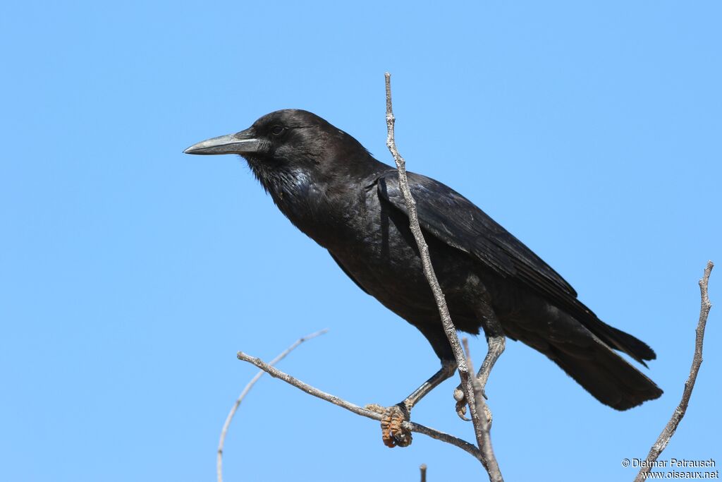 Cape Crowadult