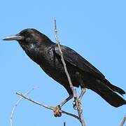 Cape Crow