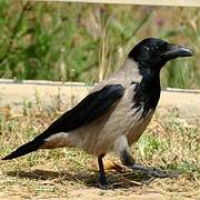 Hooded Crow