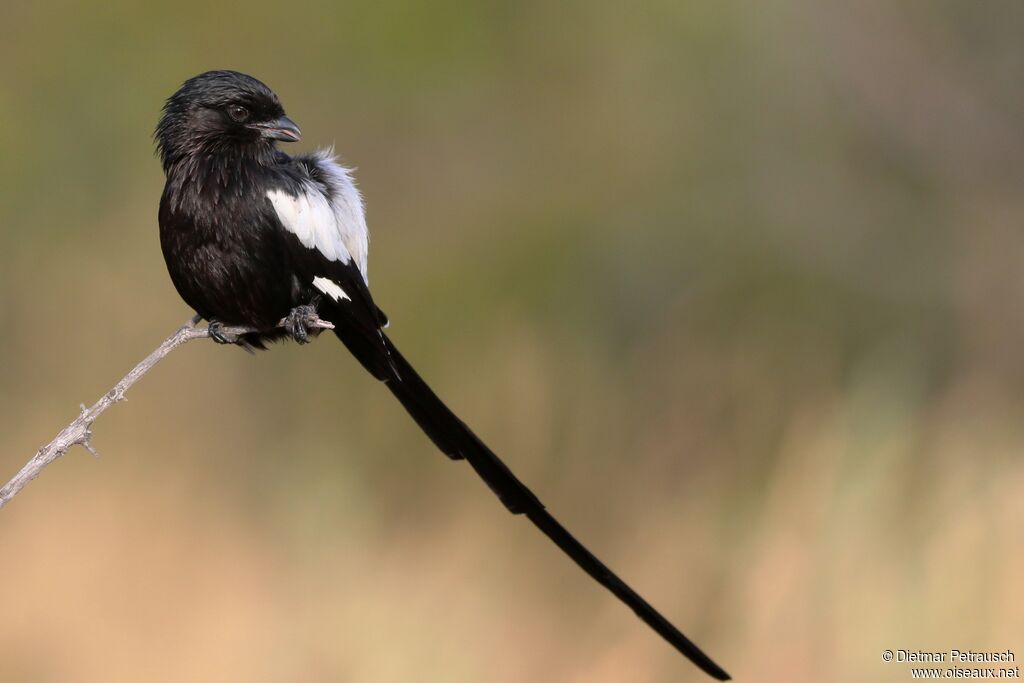 Magpie Shrikeadult